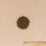 Fleurs - Clarkia Variée - MEDIA_3D